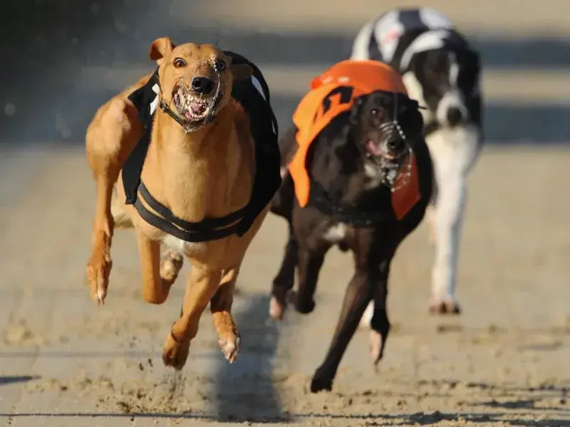 Chó đua chiến thắng và phần cược Greyhound Derby to lớn 