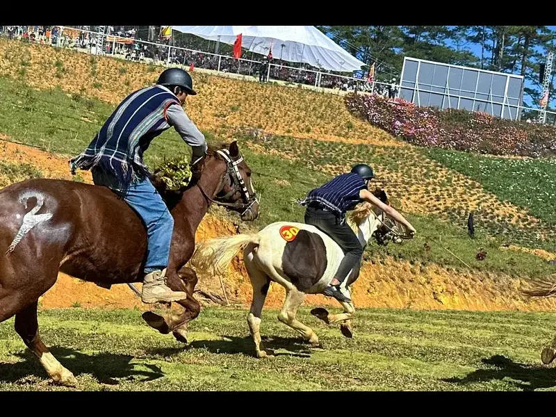 Phân tích ngựa và jockey tại Kentucky Derby